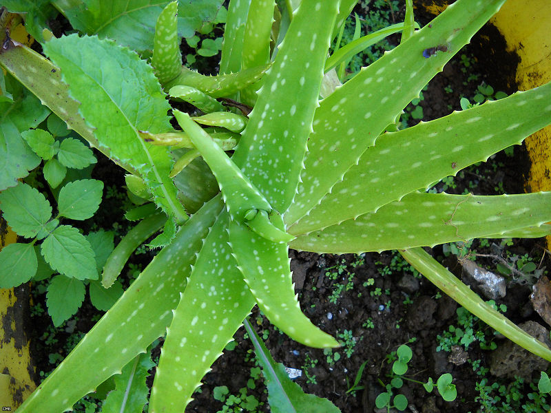 Aloe Vera Skin Care Promotes Growth of New Skin Cells