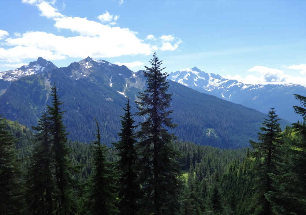 What it Means to Be Evergreen