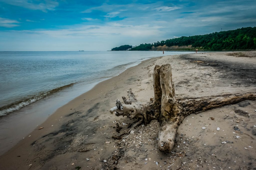 driftwood on a beach