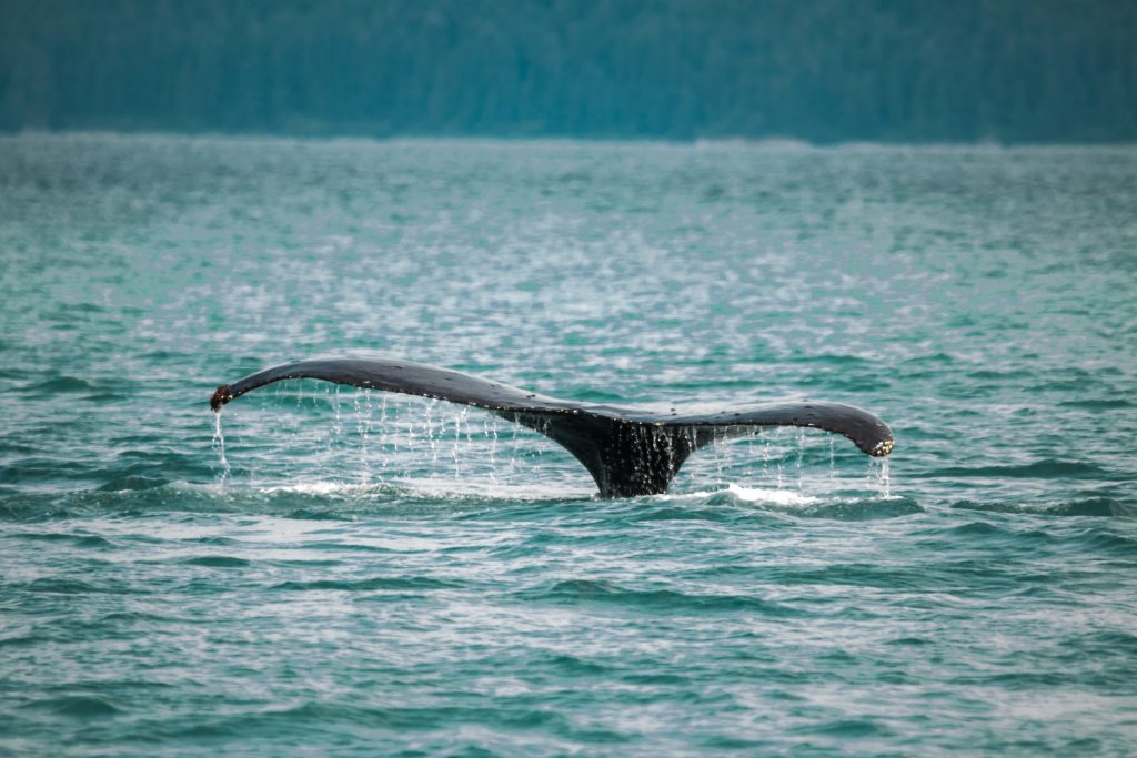 tale of orca whale in ocean